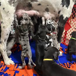 Great Dane Puppies from Skye Blue Dane Farm