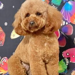 Penni - Poodle