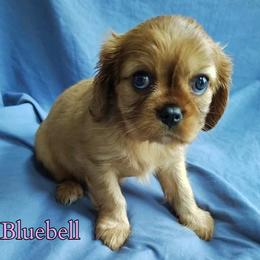 Bluebell - Ruby female Cavalier King Charles Spaniel puppy in Rockville, Maryland from Skais the Limit