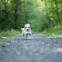 Louie Vuitton - Parti male Maltipoo puppy in Deming, Washington from Heavenly Puppies to Love