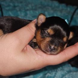 Petunia - Black and tan female Yorkshire Terrier puppy in Thornville, Ohio from My precious yorkies