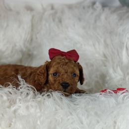 Maddie OFA and CHIC parents - Red  female Poodle puppy in Westfield, North Carolina from Legacy Pets