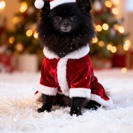 Sugar - Black female Pomeranian puppy in Rose Hill, Kansas from Layna's Pomeranians & Chihuahuas