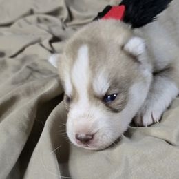 Bear - Red and white male Siberian Husky puppy in Kansas City, Missouri from Anuun's Huskies