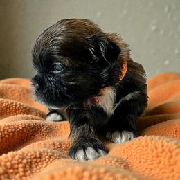 AKC-Copper - Brindle and white male Shih Tzu puppy in Mooresville, North Carolina from Juji Shih Tzu