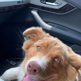 Australian Shepherd All Grown Up from Black Rock Farm Aussies