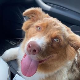 Australian Shepherd All Grown Up from Black Rock Farm Aussies