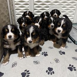 Bernese Mountain Dog puppies from Jena's Blissful Bernese Mountain Dogs