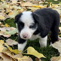 Girl 4 Black Rough Coat - Black female Border Collie puppy in Centerville, Washington from Forthright Farms