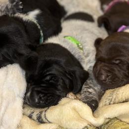 German Shorthaired Pointers from Southern •C• Kennels