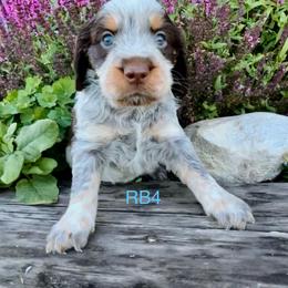 RB4 - Tri-Roan male English Springer Spaniel puppy in Britton, South Dakota from K&S Canines