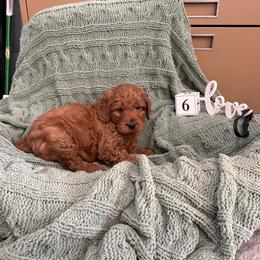 Boy 6 - Red  male Goldendoodle puppy in Hudson, Indiana from Kim’s Doodles