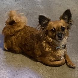 Chihuahuas and Dachshunds from Grandma’s Little Angels