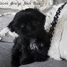 Shih Tzu Puppies from Beirin Breige Shih Tzus