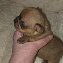 Yogi - Fawn male Chihuahua puppy in Kyle, Texas from joy of chihuahuas tx