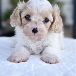 Female 3 - Blenheim female Cavapoo puppy in Lawton, Oklahoma from Lindsey’s Cavies
