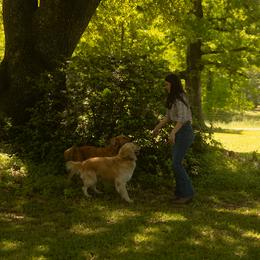 Golden Retriever All Grown Up from Magnolia Farm