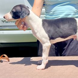 Odin - White and black male Whippet puppy in Redmond, Oregon from Chappelle Whippets