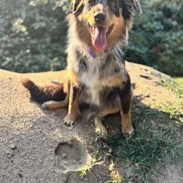 Australian Shepherd All Grown Up from S.I. Aussie
