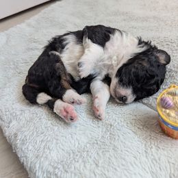 Aussiedoodle Puppies from Fur Hollow Puppies