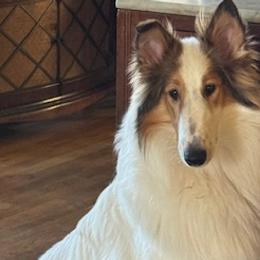 Collies from Romany Collies