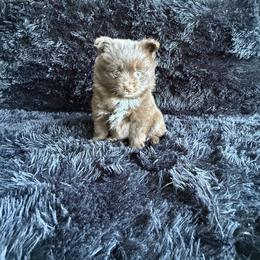 Boy 3 - Chocolate male Pomeranian puppy in El Sobrante, California from Little Lovers Kennels, LLC