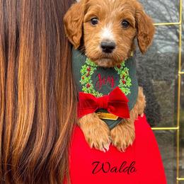 Waldo - Apricot male Goldendoodle puppy in State Road, North Carolina from Must Love Doodles