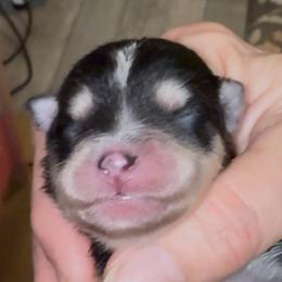 Rita - Black and white female Pomsky puppy in Spring Hill, Florida from PDQ Pomskies