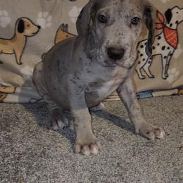 Axel - Merle male Great Dane puppy in Walker, Louisiana from La Rebel Danes