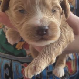 Monty - Red  male Goldendoodle puppy in Cumberland, Rhode Island from minigoldendoodlesofRI