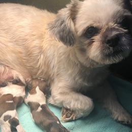 Fiona/FiFi - Shih Tzu