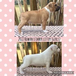 Staffordshire Bull Terrier Puppies from Rockstaff Staffords