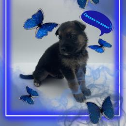 German Shepherd Puppies from Devon Rugerio's German Shepherds