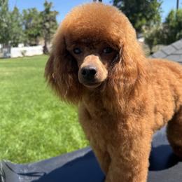 Bunny - Poodle