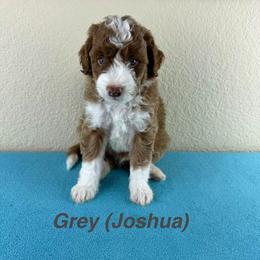 Joshua - Black.Gray Collar - Red male Double Doodle puppy in Rowlett, Texas from Parrish Precious Ones Texas
