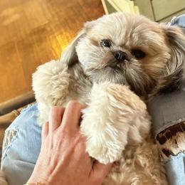 Chewy - Shih Tzu