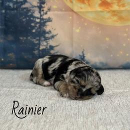 Rainier - Blue roan and tan female Cockapoo puppy in Placerville, California from Rpuppies