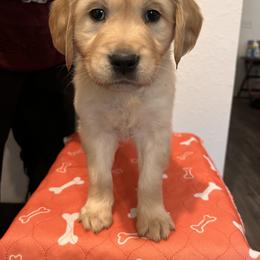 Girl 5 - Golden Retriever puppy in Ocala, Florida from Rosebud Goldens