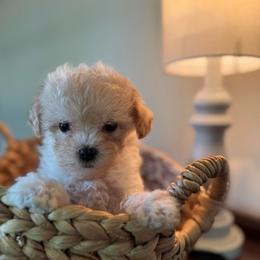Smoothie - Apricot female Maltipoo puppy in Wendell, North Carolina from Teddys Teddy Bears