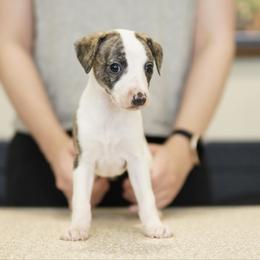 Macy - White and red brindle female Whippet puppy in Atlanta, Georgia from Sinaj