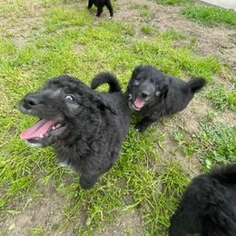 Poodle Puppies from Fluffy Doodle Farms