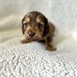 Willie - Chocolate and tan male Dachshund puppy in California from Ranch Hand Weenies