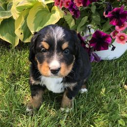 Ellen - Black rust and white female Bernese Mountain Dog puppy in Pekin, Illinois from Knight Bernese
