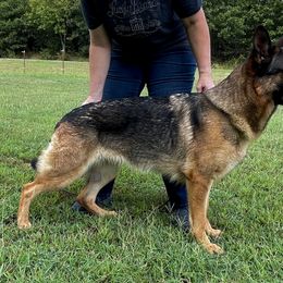 J’Eyleen OFA TKN - German Shepherd