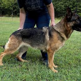 J’Eyleen OFA TKN - German Shepherd