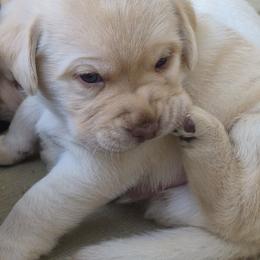 Tipton - Yellow male Labrador Retriever puppy in Greenwich, Ohio from Pure Gem Kennel