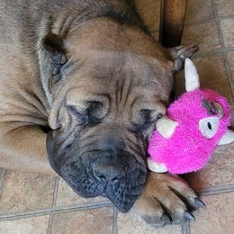 Cane Corso from Midgard Kennel