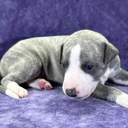 Impala - Blue brindle female Whippet puppy in Gentry, Arkansas from Mardel Robeson of Mulberry Hollow Whippets