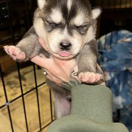 Boy 1 - Agouti and white male Siberian Husky puppy in Iron River, Wisconsin from Wiemeri Siberians