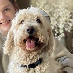 Bella - Goldendoodle